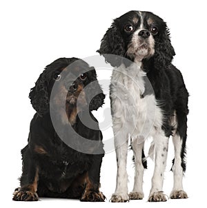 Cavalier King Charles Spaniels