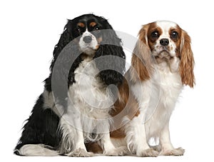Cavalier King Charles Spaniels, 2 and 3 years
