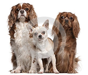 Cavalier King Charles Spaniels and Chihuahua