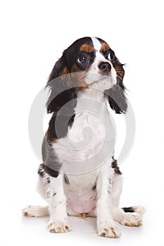 Cavalier King Charlies Spaniel