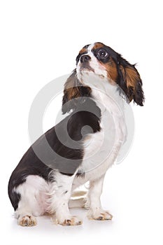 Cavalier King Charlies Spaniel