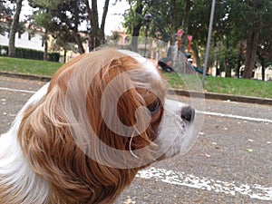 Cavalier King photo