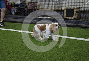 Cavalier Spaniel photo