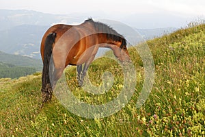 Cavallo  baio libero photo