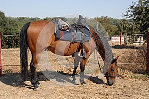Cavalry horse photo