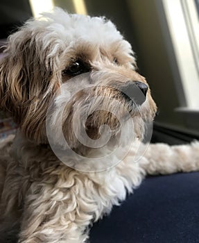 Cavapoo Closeup Looking at Camera with Friendly Eyes at Chatham, Cape Cod