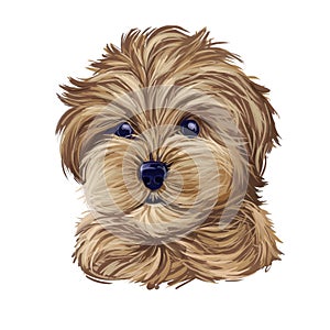 Cavapoo digital art illustration of cute canine animal of beige color. Cavoodle or crossbreed dog, offspring of Poodle