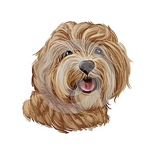 Cavapoo digital art illustration of cute canine animal of beige color. Cavoodle or crossbreed dog, offspring of Poodle