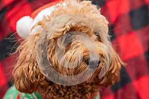 Cavapoo dog with Christmass clothes. Dog Christmas concept