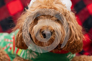 Cavapoo dog with Christmass clothes. Dog Christmas concept