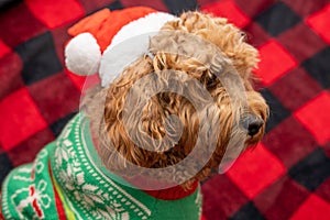 Cavapoo dog with Christmass clothes. Dog Christmas concept