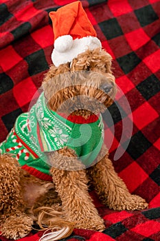 Cavapoo dog with Christmass clothes. Dog Christmas concept