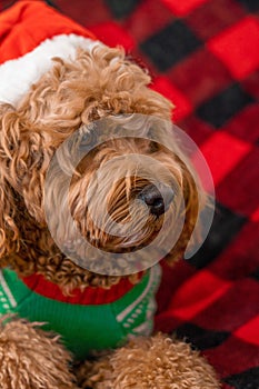 Cavapoo dog with Christmass clothes. Dog Christmas concept