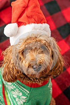 Cavapoo dog with Christmass clothes. Dog Christmas concept