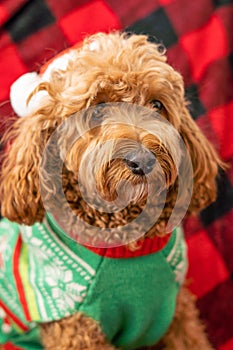 Cavapoo dog with Christmass clothes. Dog Christmas concept