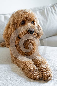 Cavapoo dog, mixed -breed of Cavalier King Charles Spaniel and Poodle. photo