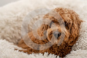Cavapoo dog in his bed