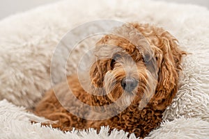 Cavapoo dog in his bed