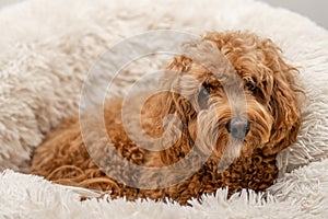 Cavapoo dog in his bed