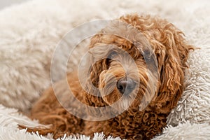 Cavapoo dog in his bed