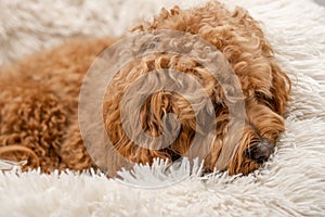 Cavapoo dog in his bed