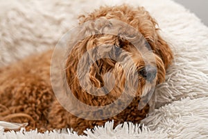 Cavapoo dog in his bed