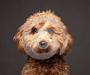 Cavapoo dog looking straight to camera. photo