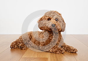 Cavapoo dog lying on a wooden floor. UK