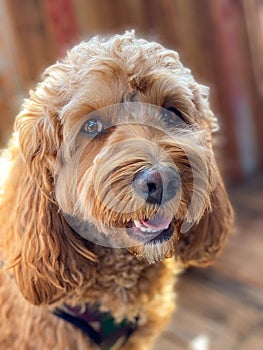 Cavapoo dog, mixed -breed of Cavalier King Charles Spaniel and Poodle.