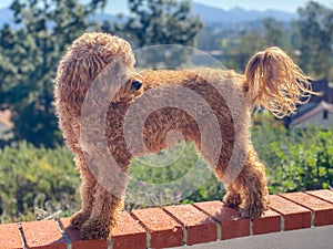 Cavapoo dog, mixed -breed of Cavalier King Charles Spaniel and Poodle.