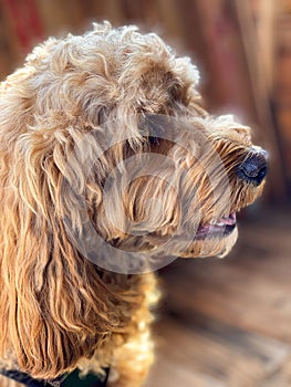 Cavapoo dog, mixed -breed of Cavalier King Charles Spaniel and Poodle.