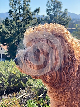 Cavapoo dog, mixed -breed of Cavalier King Charles Spaniel and Poodle.