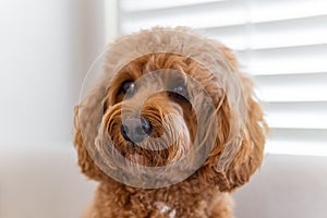 Cavapoo dog, mixed -breed of Cavalier King Charles Spaniel and Poodle.