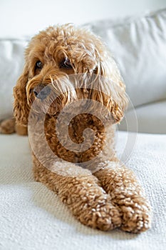 Cavapoo dog, mixed -breed of Cavalier King Charles Spaniel and Poodle.
