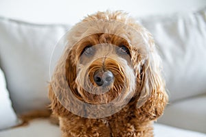 Cavapoo dog, mixed -breed of Cavalier King Charles Spaniel and Poodle.