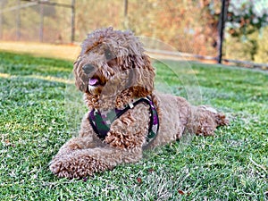 Cavapoo dog in the park