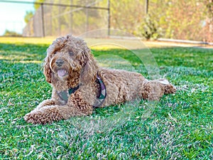 Cavapoo dog in the park