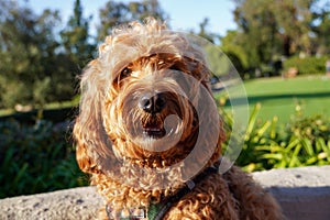 Cavapoo dog at the park, mixed -breed of Cavalier King Charles Spaniel and Poodle.