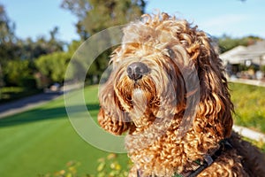 Cavapoo dog at the park, mixed -breed of Cavalier King Charles Spaniel and Poodle.