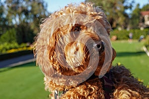 Cavapoo dog at the park, mixed -breed of Cavalier King Charles Spaniel and Poodle.