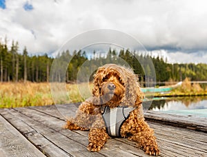 Cavapoo dog in the park, mixed, breed of Cavalier King Charles Spaniel and Poodle