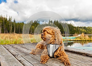 Cavapoo dog in the park, mixed, breed of Cavalier King Charles Spaniel and Poodle