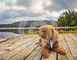 Cavapoo dog in the park, mixed, breed of Cavalier King Charles Spaniel and Poodle