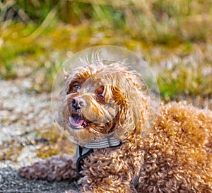 Cavapoo dog in the park, mixed, breed of Cavalier King Charles Spaniel and Poodle