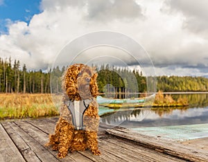 Cavapoo dog in the park, mixed, breed of Cavalier King Charles Spaniel and Poodle
