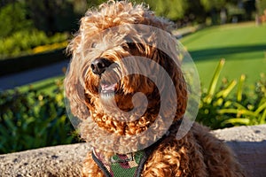 Cavapoo dog at the park, mixed -breed of Cavalier King Charles Spaniel and Poodle.