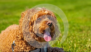 Cavapoo dog in the park on a summer sunny day, mixed, breed of Cavalier King Charles Spaniel and Poodle