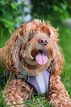 Cavapoo dog in the park on a summer sunny day, mixed, breed of Cavalier King Charles Spaniel and Poodle