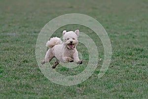 Cavapoo dog running