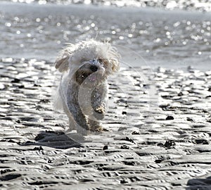 Cavapoo Dog Running Across Sand on the Beach